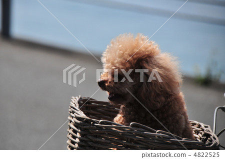 Poodle on bicycle basket 4822525