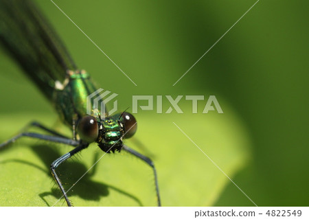 Ittombo Ittombo 4822549