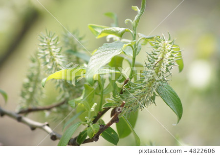 Neko Yaga after fluffy 4822606