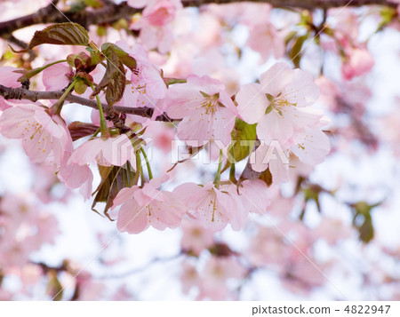 Ezo Yamazakura 4822947