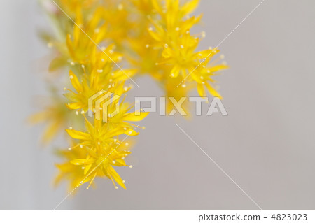 Cactus flower Cactus flower 4823023