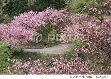 雙櫻花 雙櫻花 4823085