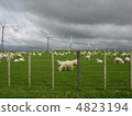 Sheep and windmill 4823194