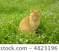 Cats and flowers 4823196