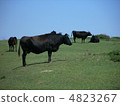 Cow  4823267