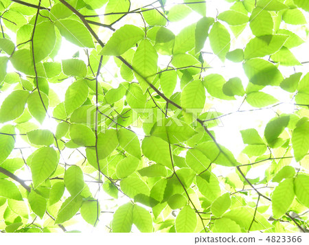 Fresh green beech Fresh green beech 4823366