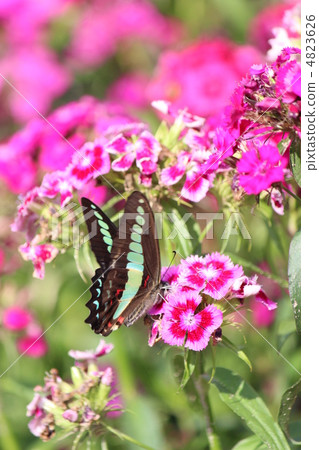 Aosiagehaha Aosiagehaha 4823626