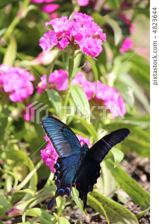 癒傷組織Swallowtail 4823644