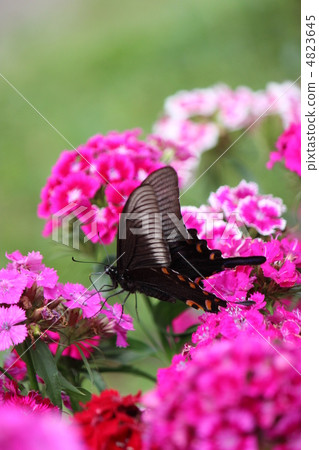 癒傷組織Swallowtail 4823645