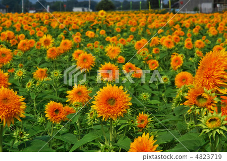 Tohoku Eighth 4823719