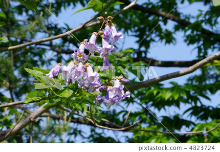 Tung Flower Paulownia 4823724