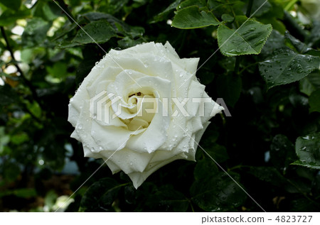 雨玫瑰白玫瑰Tine護理 4823727