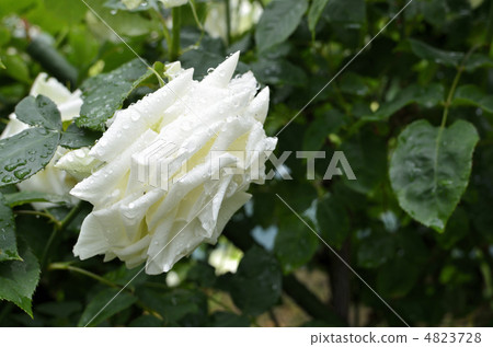 雨玫瑰白玫瑰Tine護理 4823728