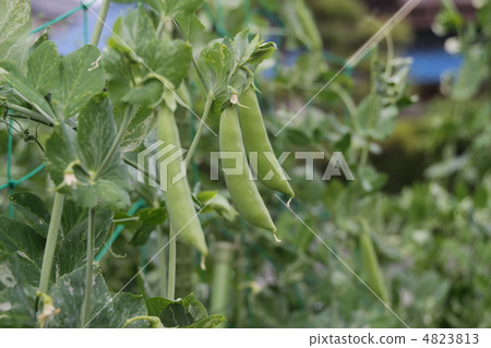 豌豆 豌豆 4823813