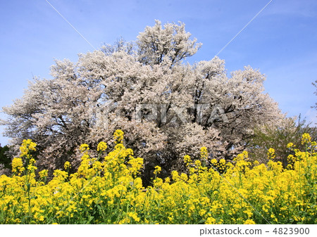 Cherry Blossoms	 4823900