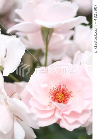 rose rose 4823907