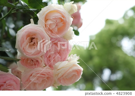rose	 4823908