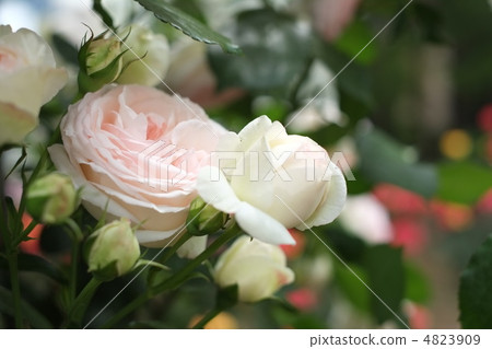 rose	 4823909