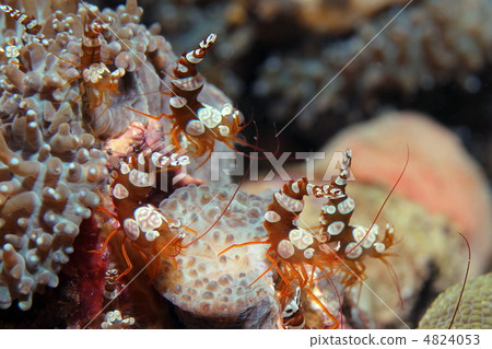 海葵魚 4824053