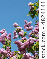紫丁香 4824141