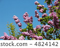 紫丁香 4824142