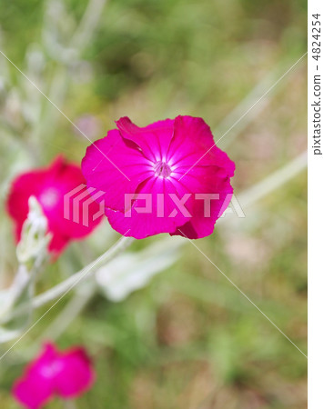 瑞士魚 瑞士魚 4824254