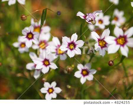 Niwazekishou Niwazekishou 4824255