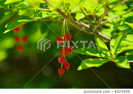 Benidudan Benidudan 4824406