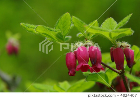 Tsurigane杜鵑花 Tsurigane杜鵑花 4824407