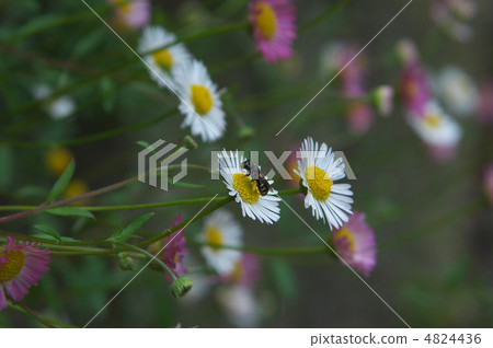 鮮花和蜜蜂 4824436