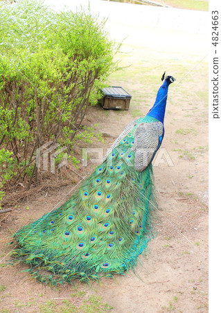 Peacock Peacock 4824663