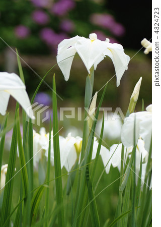 白色鳶尾花 4824723