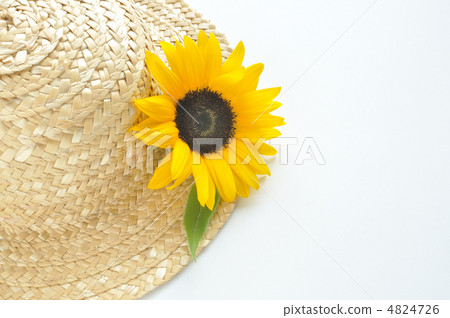 向日葵草帽 4824726