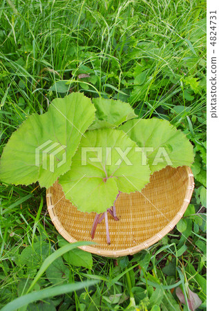 图库照片 蜂斗叶属植物 巨蜂斗菜 山野菜