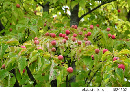 Bamboo fruit 4824802