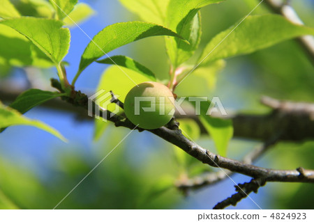 plum plum 4824923
