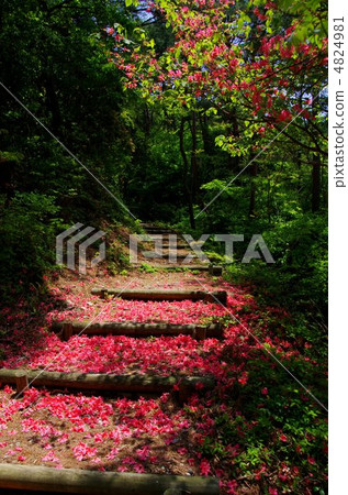 杜鵑花的方式 4824981