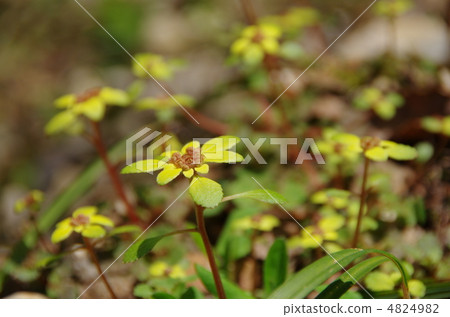 Peony cat's eyes grass Peony cat's eyes grass 4824982