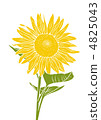 Two colors sunflower 4825043
