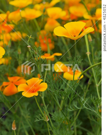 Hanabishi grass 4825052