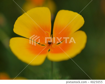 Hanabishi grass 4825055