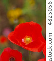 red poppy 4825056