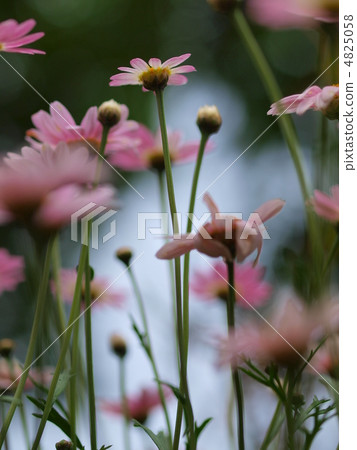 Margaret Margaret 4825058