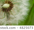 Dandelion fluff 4825073