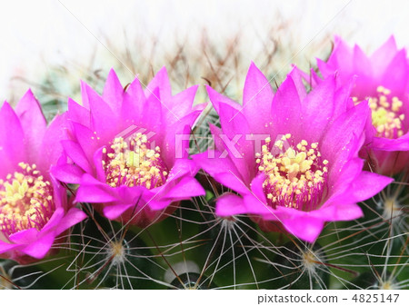 Cacti's Mamilarian Tsukimaru Maru 4825147