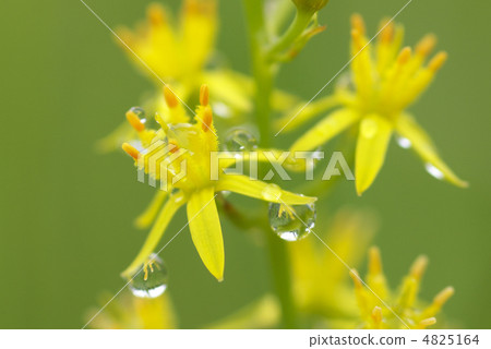 Narthecium黃龍病 4825164