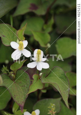 魚腥草 魚腥草 4825211
