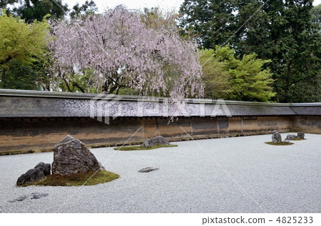 Ryoan Temple, cherry blossom rock garden Ryoan Temple, cherry blossom rock garden 4825233