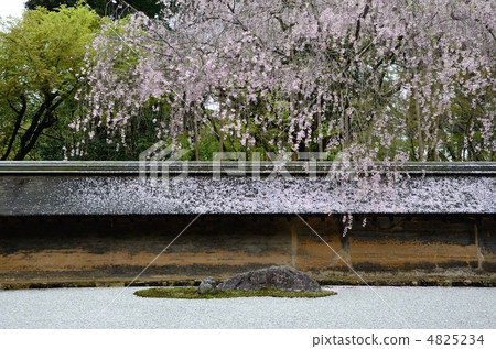 Ryoan Temple, cherry blossoms and rock garden 4825234