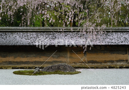 龍安寺,櫻花和岩石花園 龍安寺,櫻花和岩石花園 4825243